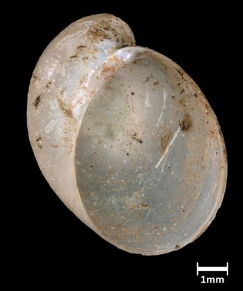 Media type: image;   Malacology 216754 Aspect: apertural